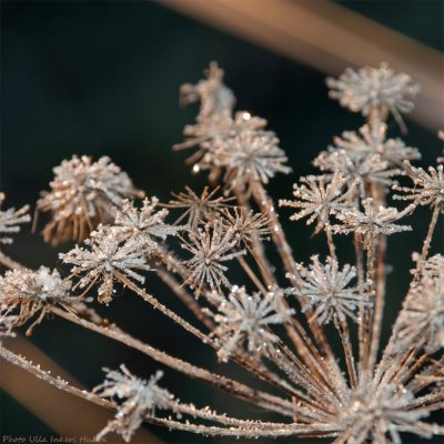 frosty dill 900.jpg