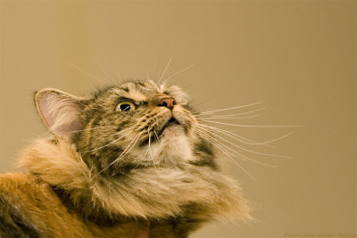 Most of the cats were fascinated by their reflections in the skylights above...