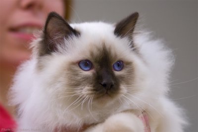 Seal point Sacred Birma baby. Wow for those eyes...