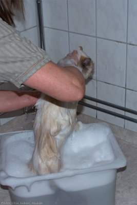 Step 2. Shampoo the cat