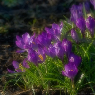 Blurry crocus