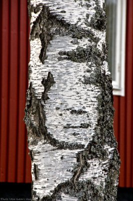 Can You spot the face in the bark of the birch tree?