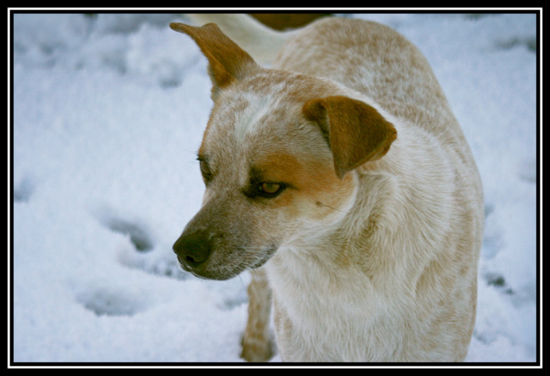 snows dog