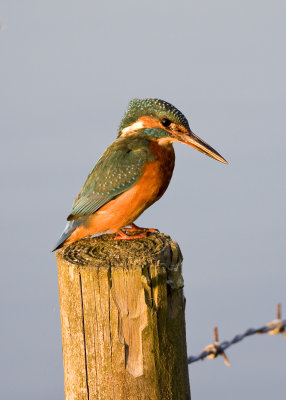 Female Kingfisher