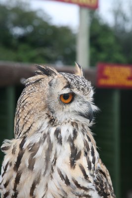 Screech Owl Sanctuary