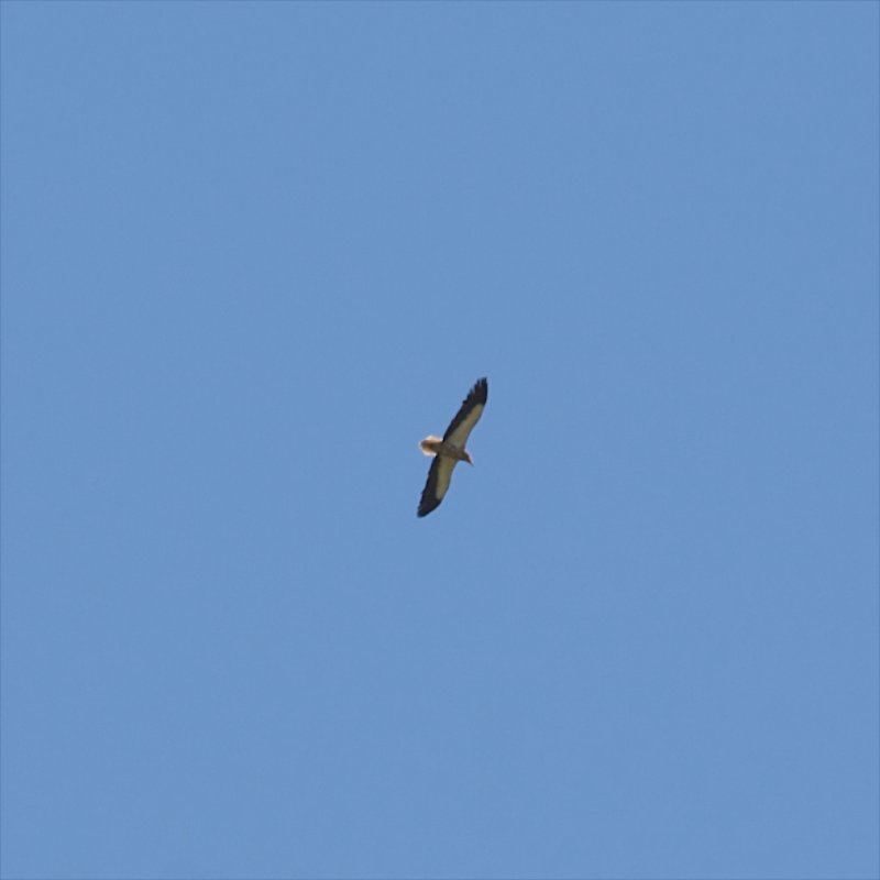 Vautour percnoptre