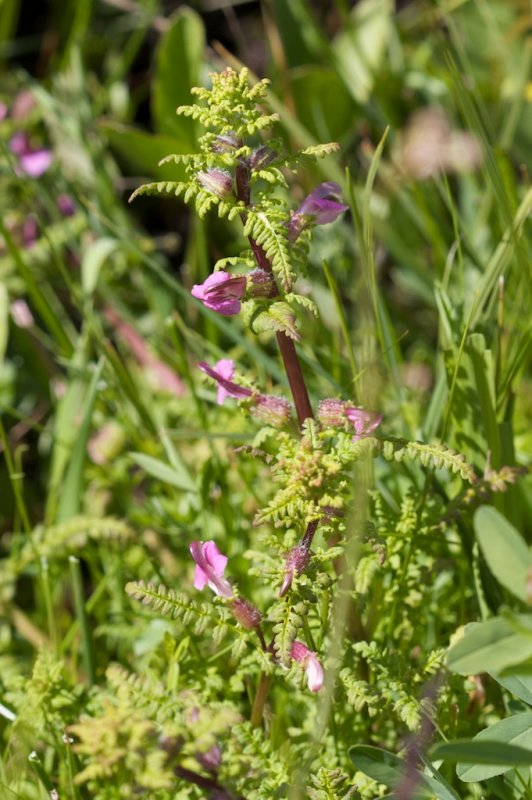 Pedicularis palustris