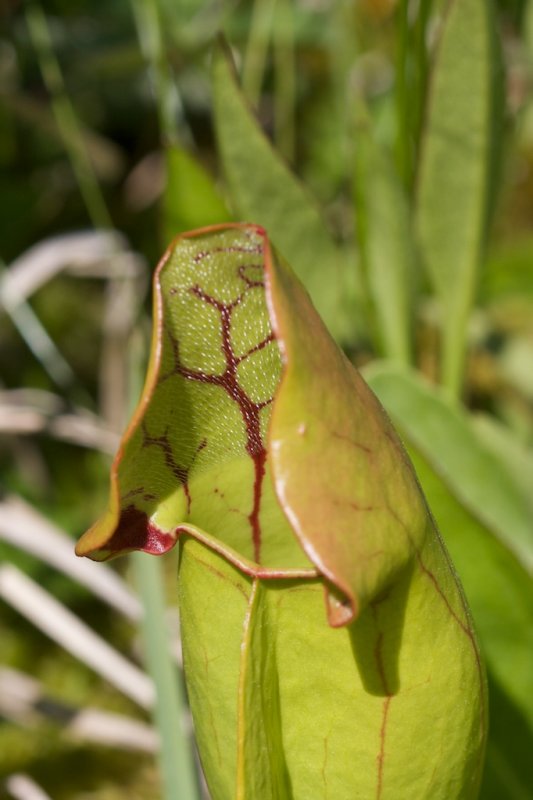 Saracenia purpurea