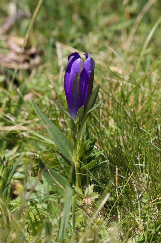 Gentiana pneumonanthe