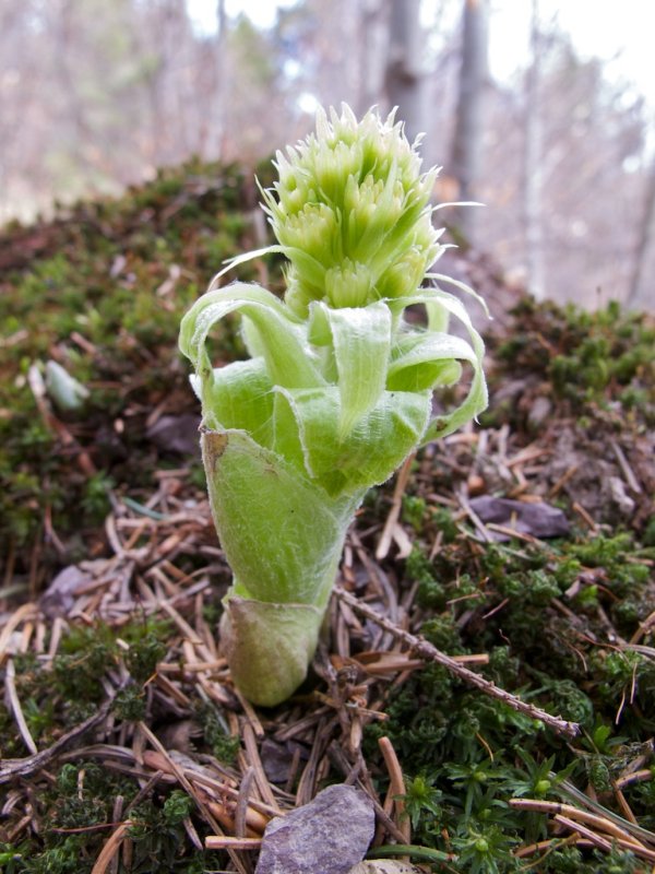 Petasite alba