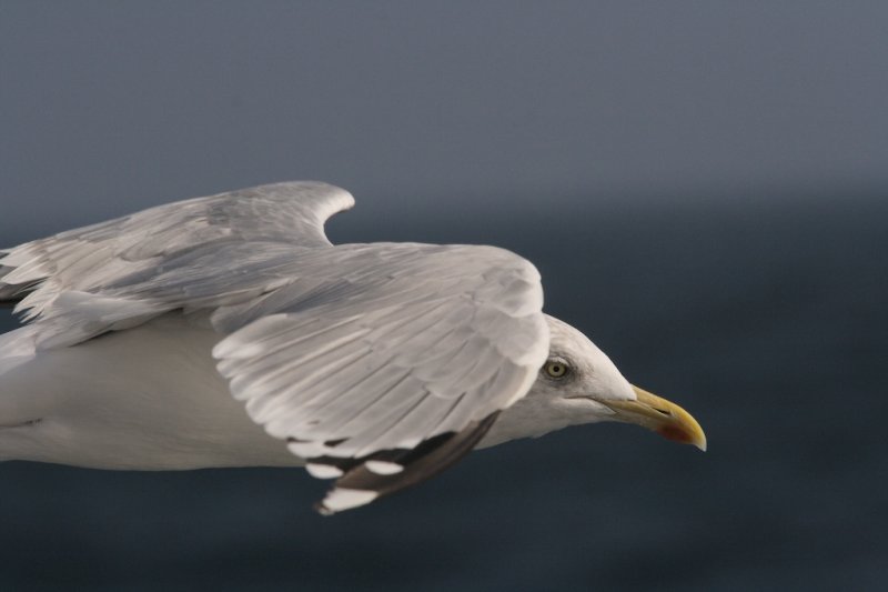 Goeland argente