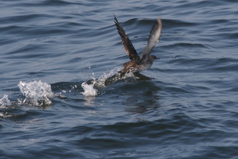 Puffin des Baleares