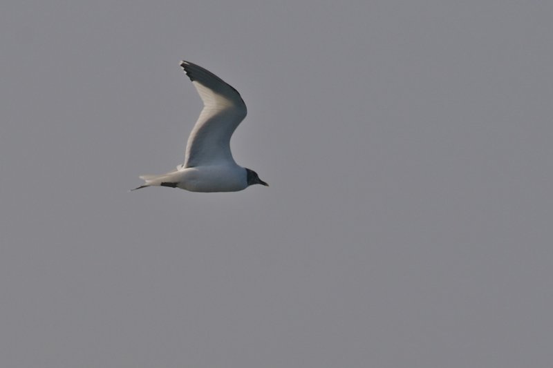 Mouette de Sabine
