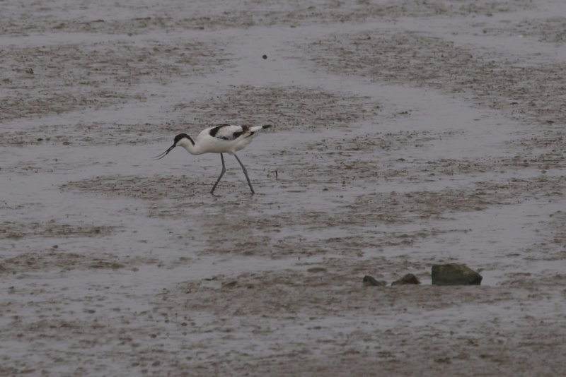 Avocette elegante