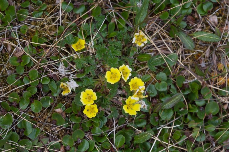 Potentilla hypartica