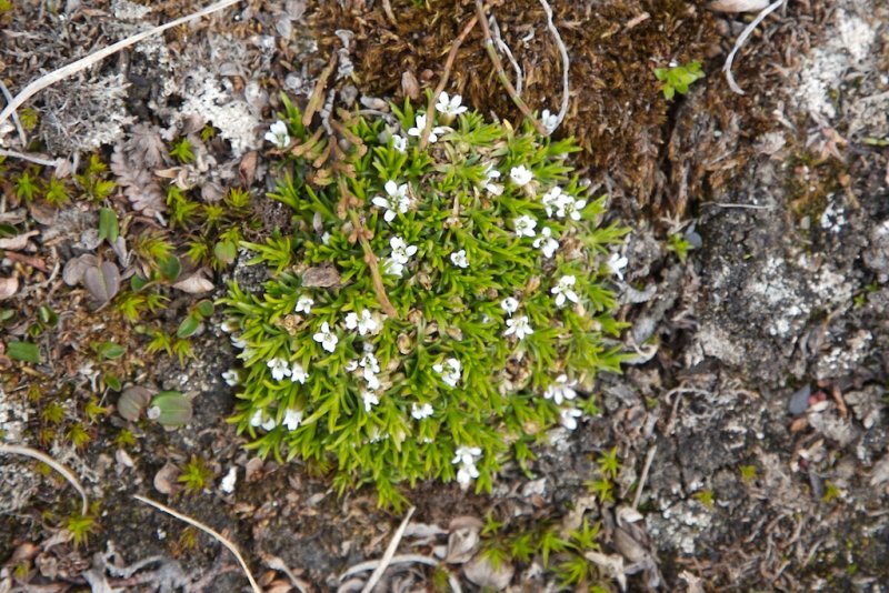 Minuartia rossii