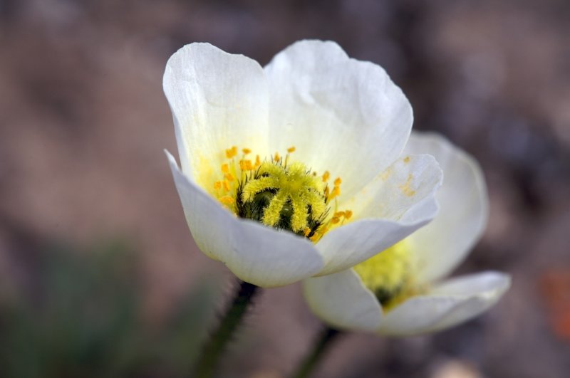 Papaver dahlianum