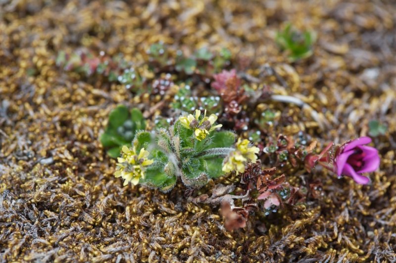 Draba micropetala