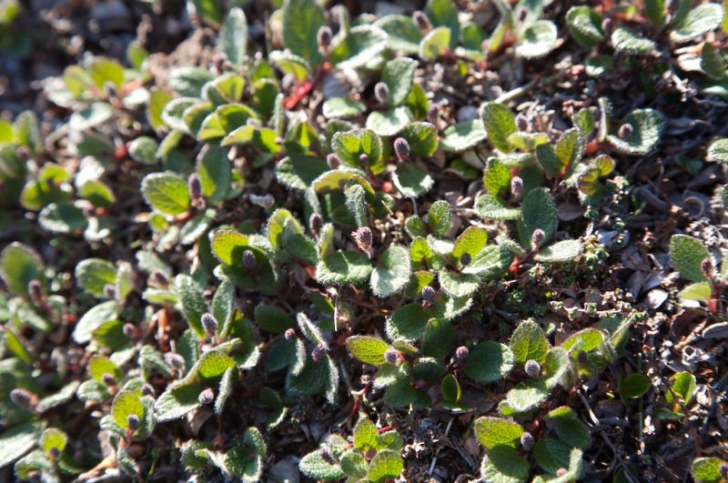 Salix reticulata