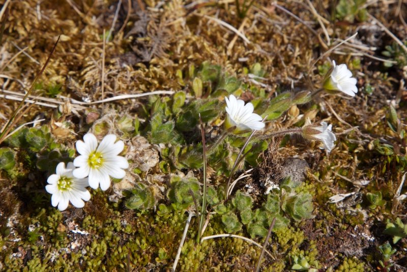 Cerastium arcticum