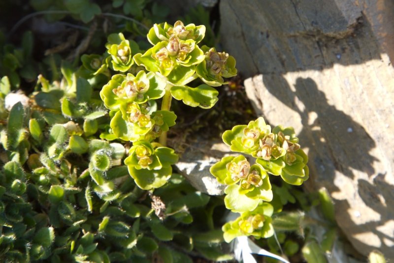 Chrysosplenium tetrandrum