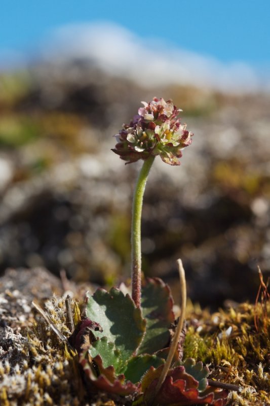 Saxifraga nivalis