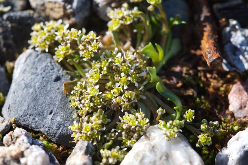 Draba