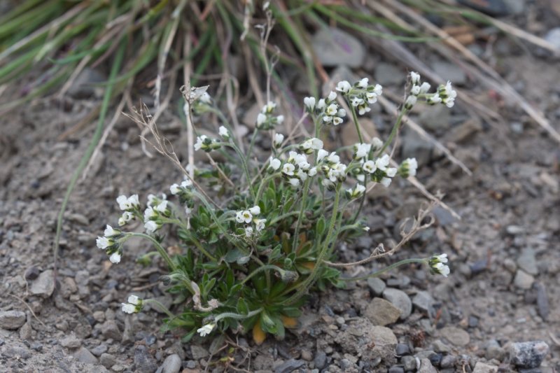 Draba lactea