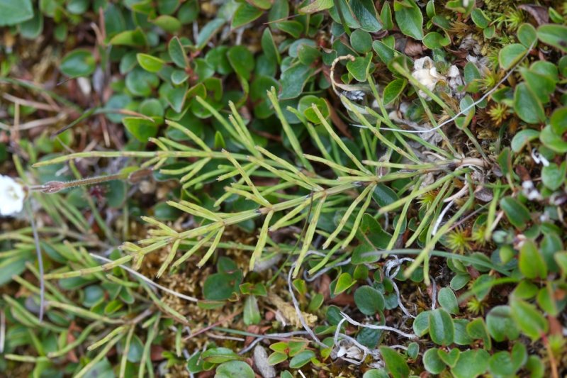 Equisetum arvense