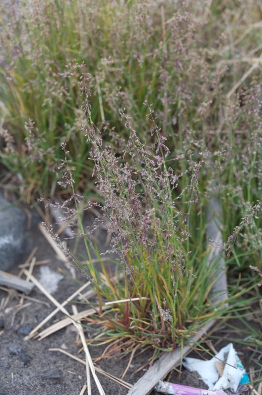 Phippsia concinna