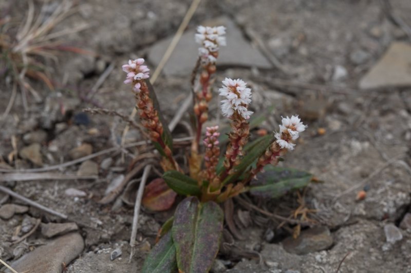 Polygonum viviparum
