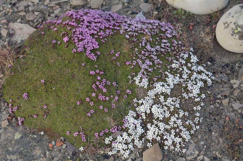 Silene acaulis et Arenaria pseudofrigida