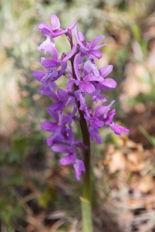 Orchis dHyres