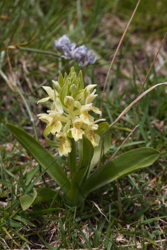 Orchis sureau