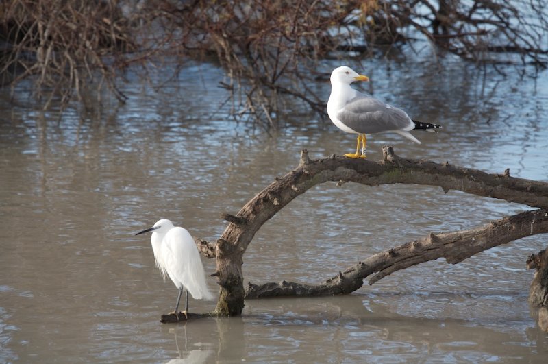 Aigrette garzette et Goland