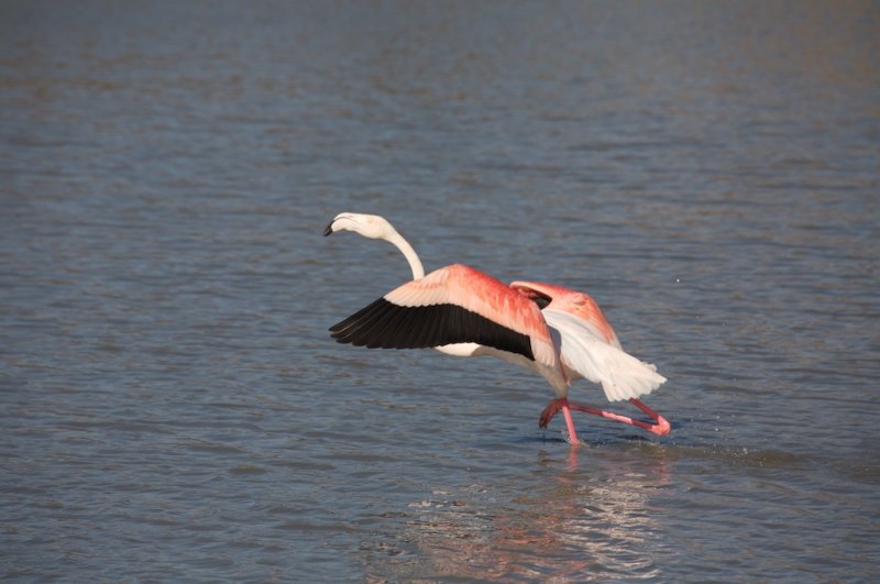 Flamant rose  lenvol