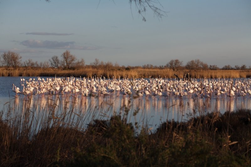 Flamants roses