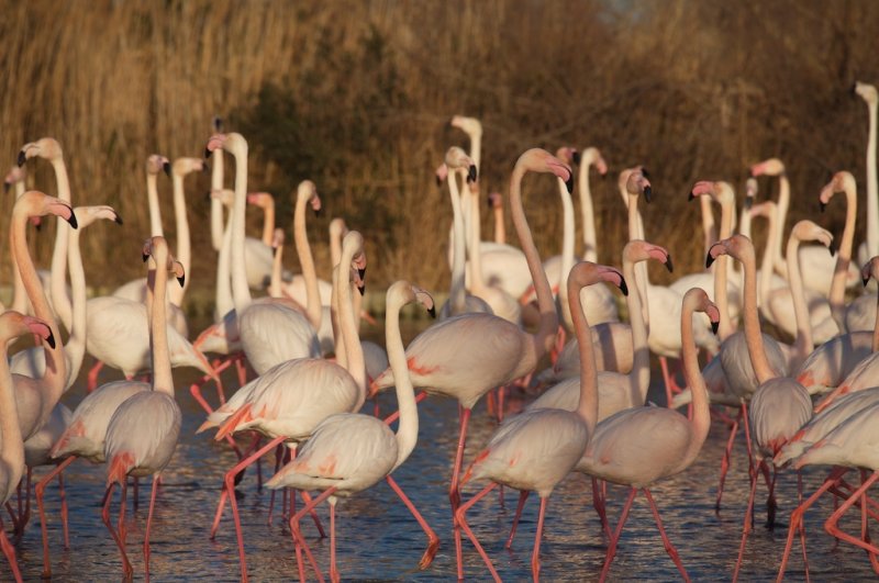 Flamants roses
