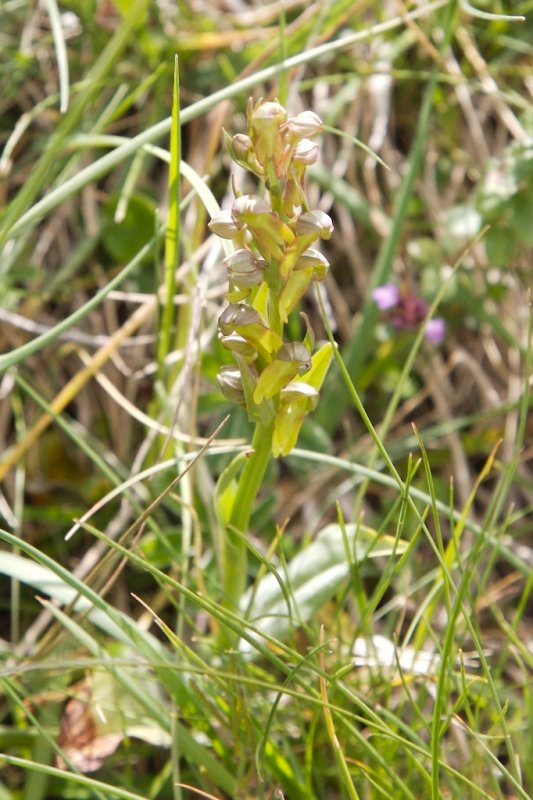 Orchis grenouille