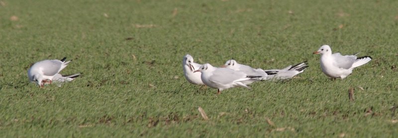 Mouettes rieuses
