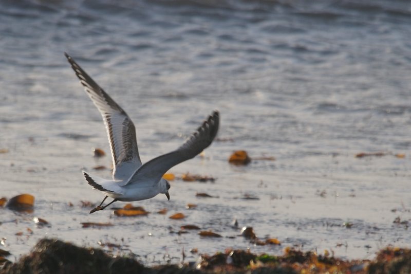 Mouette mlanocphale