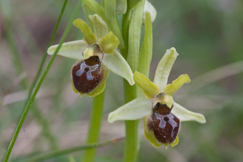 Ophrys petite araigne