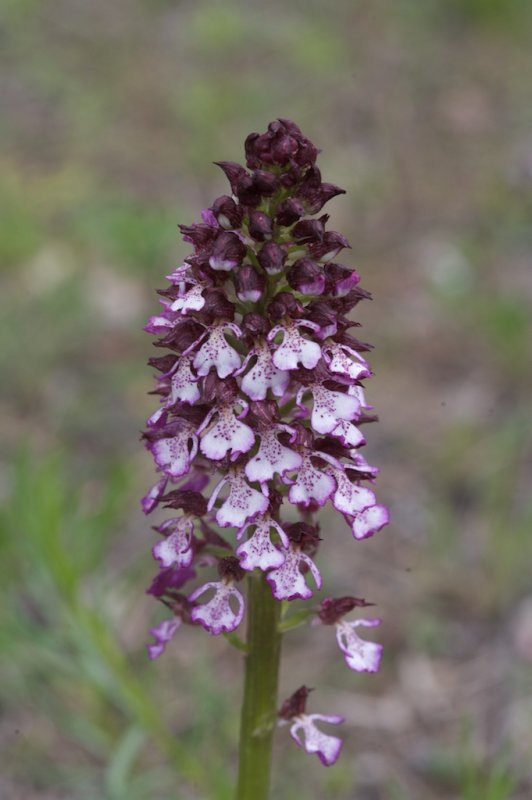 Orchis pourpre