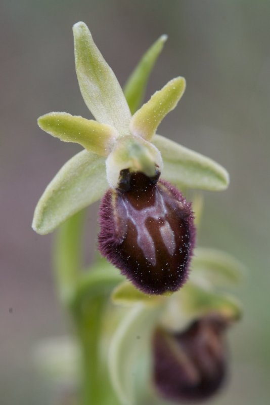 Ophrys araigne