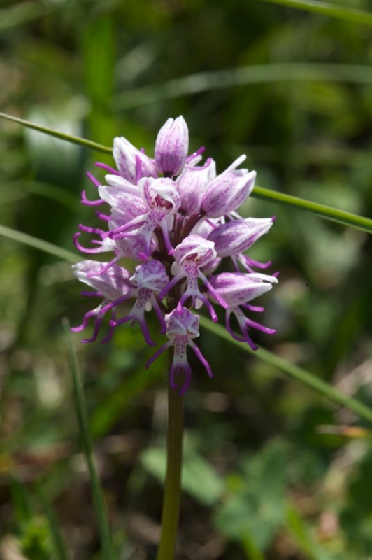 Orchis singe