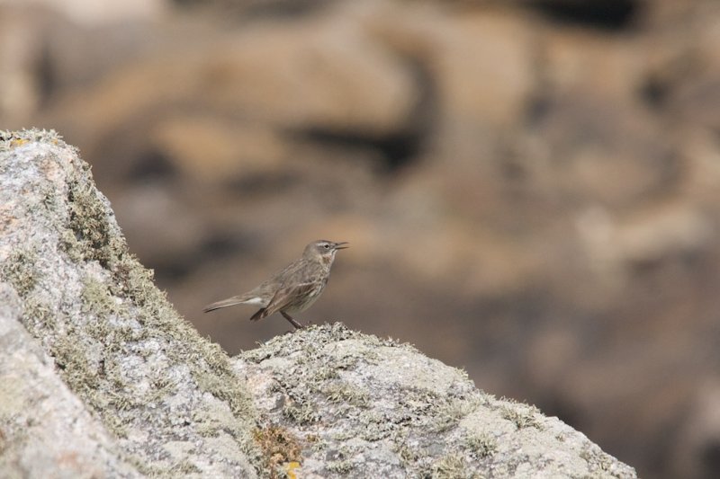 Pipit maritime