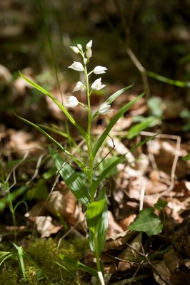 Cephalanthere  longues feuilles