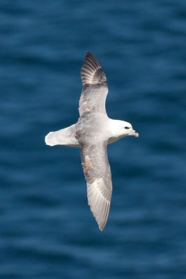 Fulmar boral