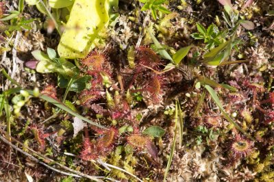 Drosera rotundifolia