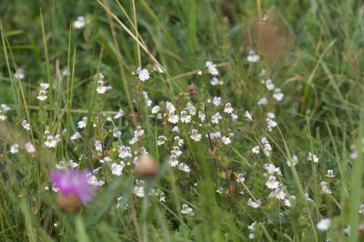 Euphrasia officinalis